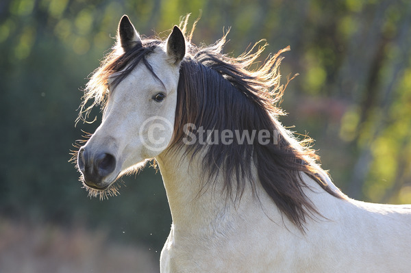 Sabine Stuewer Tierfoto -  ID823264 Stichwörter zum Bild: Querformat, Pony, Bewegung, Portrait, Herbst, Gegenlicht, einzeln, Falbe, Wallach, Connemara, Pferde