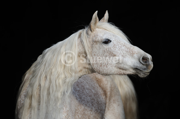 Sabine Stuewer Tierfoto -  ID827486 Stichwörter zum Bild: lange Mähne, Querformat, Vollblut, Portrait, dunkler Hintergrund, einzeln, Schimmel, Fliegenschimmel, Stute, Araber, Pferde