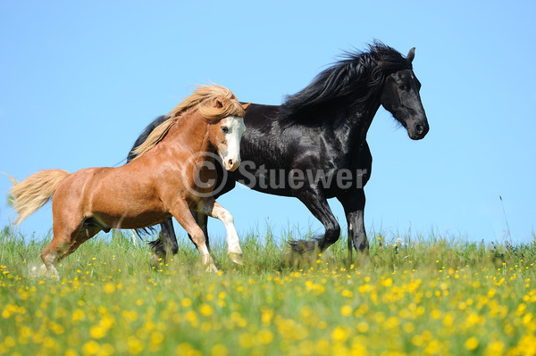 Sabine Stuewer Tierfoto -  ID829200 Stichwörter zum Bild: Querformat, Freundschaft, Bewegung, Frühjahr, Himmel, Blumen, Galopp, Paar, Wallach, Welsh A, Friese, Pferde