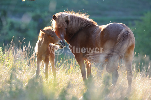 Sabine Stuewer Tierfoto -  ID831602 Stichwörter zum Bild: Querformat, Pony, Sommer, Morgenstimmung, Gegenlicht, stehen, beschnuppern, Paar, Fuchs, Stute mit Fohlen, Isländer, Pferde