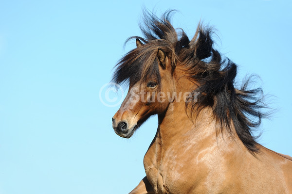 Sabine Stuewer Tierfoto -  ID835475 Stichwörter zum Bild: Querformat, Pony, Bewegung, Portrait, Sommer, Himmel, einzeln, Falbe, Wallach, Isländer, Pferde