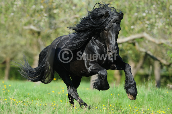 Sabine Stuewer Tierfoto -  ID837594 Stichwörter zum Bild: lange Mähne, Querformat, Pony, Bewegung, Frühjahr, Galopp, einzeln, Rappe, Hengst, Fell-Pony, Pferde