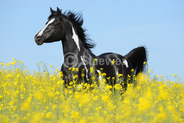 Sabine Stuewer Tierfoto -  ID846963 Stichwörter zum Bild: Bewegung, Frühjahr, Himmel, Blumen, einzeln, Schecke, Hengst, Pinto-Araber, Pferde, Querformat