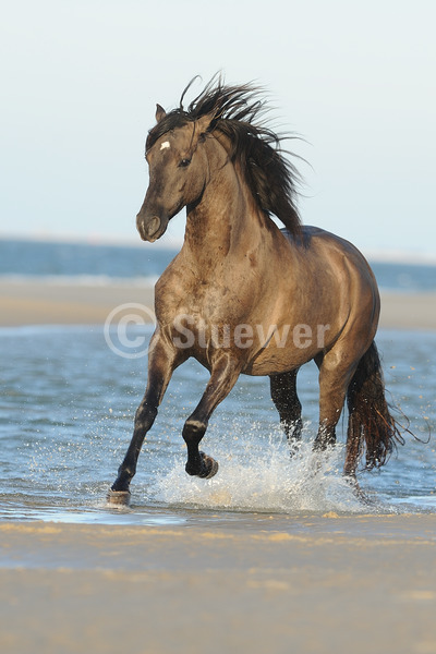 Sabine Stuewer Tierfoto -  ID852036 Stichwörter zum Bild: Morgan Horse, Pferde, Wallach, Falbe, einzeln, Trab, Himmel, Meer, Strand, Wasser, Sommer, Bewegung, Hochformat