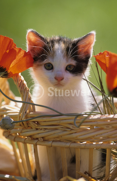 Sabine Stuewer Tierfoto -  ID853006 Stichwörter zum Bild: Katzen, Europäisch Kurzhaar, Welpe, einzeln, dreifarbig, Blumen, grüner Hintergrund, Korb, Gegenlicht, Hochformat