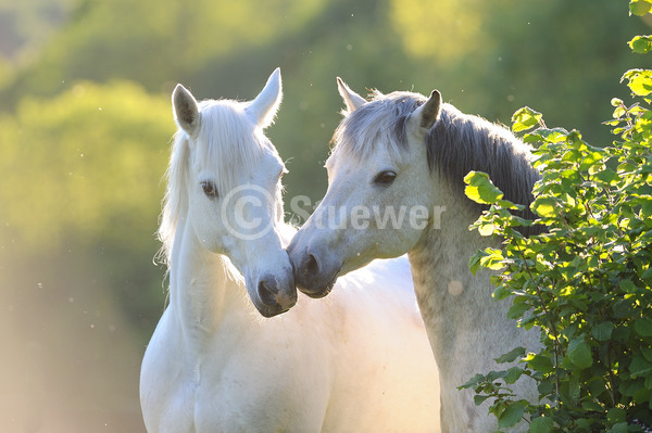 Sabine Stuewer Tierfoto -  ID853052 Stichwörter zum Bild: Querformat, Pony, Freundschaft, Portrait, Gegenlicht, Frühjahr, Abendstimmung, schmusen, beschnuppern, Paar, Schimmel, Stute, Hengst, Connemara, Pferde