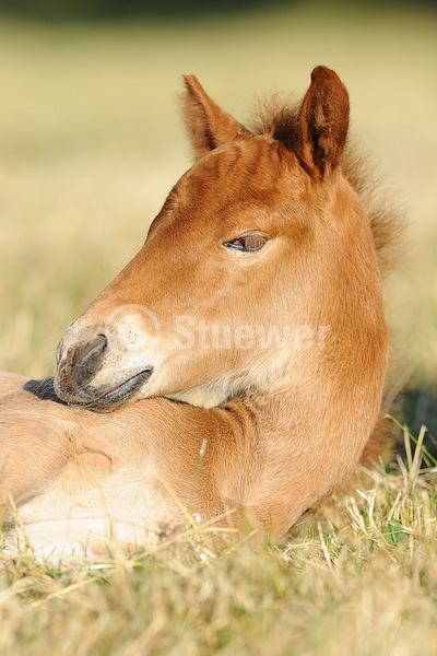 Sabine Stuewer Tierfoto -  ID857395 Stichwörter zum Bild: Hochformat, Pony, Sommer, liegen, einzeln, Fuchs, Fohlen, Isländer, Pferde