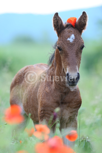 Sabine Stuewer Tierfoto -  ID857493 Stichwörter zum Bild: Hochformat, Portrait, Sommer, Blumen, einzeln, Brauner, Fohlen, Curly Horse, Pferde