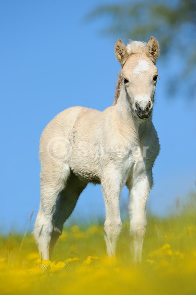 Sabine Stuewer Tierfoto -  ID859574 Stichwörter zum Bild: Hochformat, Pony, Frühjahr, Himmel, Blumen, stehen, einzeln, Fohlen, Norweger, Pferde