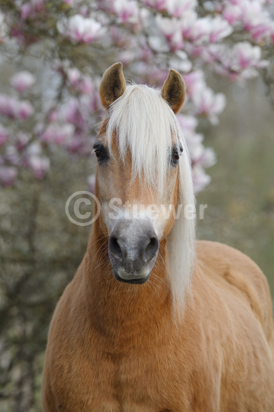 Sabine Stuewer Tierfoto -  ID860071 Stichwörter zum Bild: Hochformat, alte Pferde, Portrait, Frühjahr, Blüten, einzeln, Stute, Haflinger, Pferde