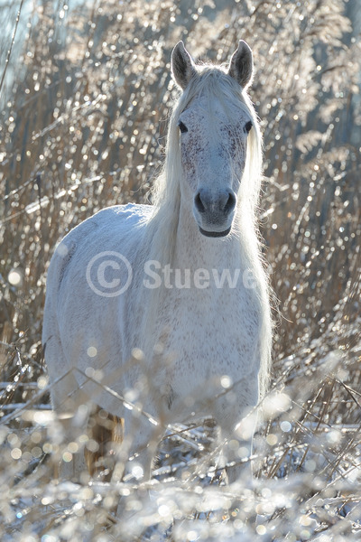 Sabine Stuewer Tierfoto -  ID872715 Stichwörter zum Bild: lange Mähne, Hochformat, Vollblut, Totale, Winter, Gegenlicht, Schnee, stehen, einzeln, Schimmel, Fliegenschimmel, Stute, Araber, Pferde