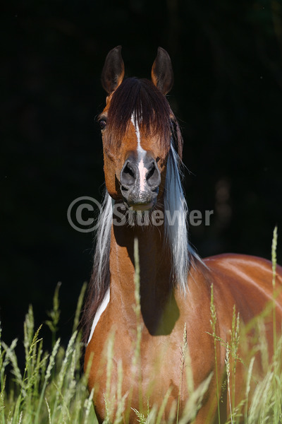 Sabine Stuewer Tierfoto -  ID889410 Stichwörter zum Bild: Gangpferde, Portrait, Sommer, dunkler Hintergrund, wiehern, einzeln, Schecke, Stute, Paso Fino, Pferde, Hochformat