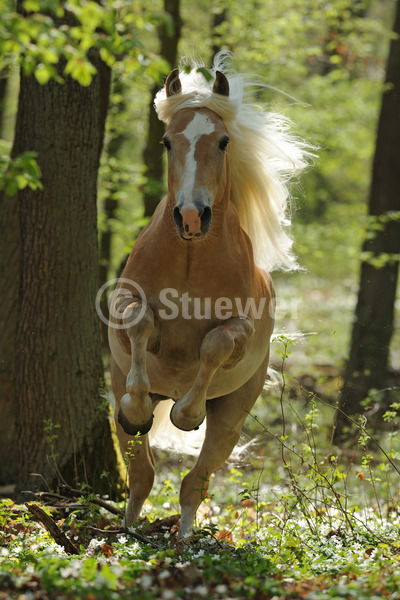 Sabine Stuewer Tierfoto -  ID900289 Stichwörter zum Bild: lange Mähne, Hochformat, Pony, Bewegung, Frühjahr, Wald, Galopp, einzeln, Wallach, Haflinger, Pferde