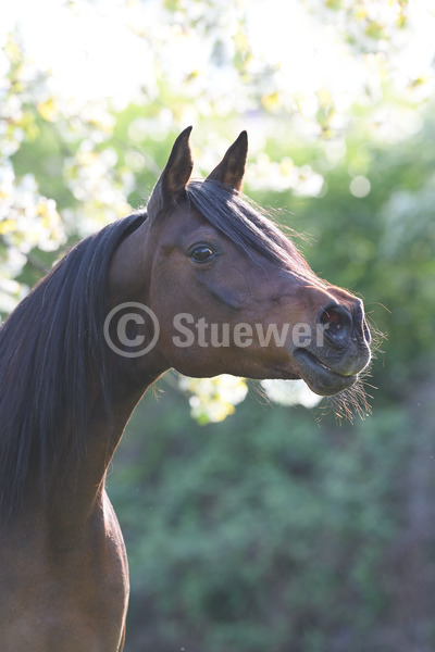 Sabine Stuewer Tierfoto -  ID902958 Stichwörter zum Bild: Araber, Pferde, Stute, Dunkelbrauner, einzeln, wiehern, Blüten, Frühjahr, Gegenlicht, Portrait, Vollblut, Hochformat