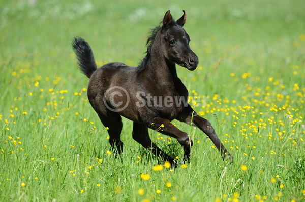 Sabine Stuewer Tierfoto -  ID938398 Stichwörter zum Bild: Querformat, Vollblut, Bewegung, Frühjahr, Blumen, Galopp, einzeln, Rappe, Fohlen, Araber, Pferde