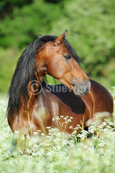 Sabine Stuewer Tierfoto -  ID946869 Stichwörter zum Bild: lange Mähne, Hochformat, Barockpferde, Frühjahr, Blumen, stehen, einzeln, Brauner, Hengst, Andalusier, Pferde