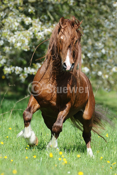 Sabine Stuewer Tierfoto -  ID963886 Stichwörter zum Bild: lange Mähne, Hochformat, Pony, Bewegung, Frühjahr, Blüten, Blumen, einzeln, Fuchs, Hengst, Welsh Cob, Pferde