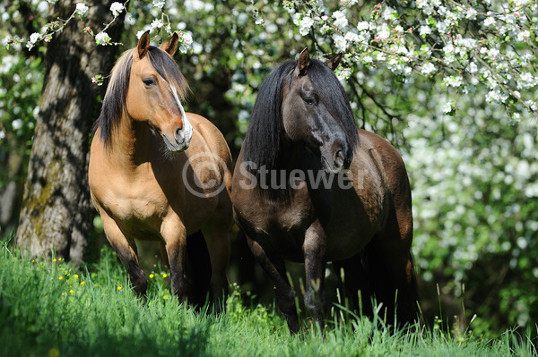 Sabine Stuewer Tierfoto -  ID965876 Stichwörter zum Bild: Querformat, Frühjahr, Blüten, Baum, stehen, Paar, Falbe, Wallach, Criollo, Pferde