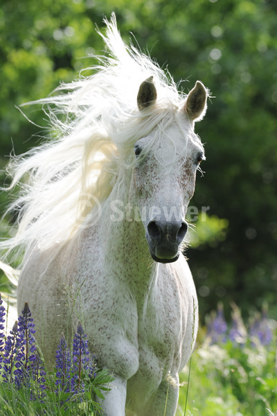 Sabine Stuewer Tierfoto -  ID968197 Stichwörter zum Bild: Hochformat, Vollblut, Bewegung, Portrait, Gegenlicht, Frühjahr, Blumen, einzeln, Fliegenschimmel, Stute, Araber, Pferde, lange Mähne