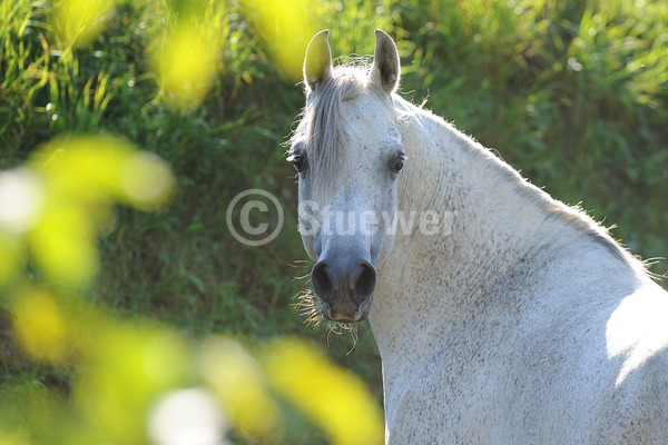 Sabine Stuewer Tierfoto -  ID968898 Stichwörter zum Bild: Querformat, Vollblut, Portrait, Gegenlicht, einzeln, Schimmel, Hengst, Araber, Pferde