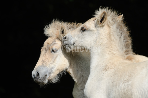 Sabine Stuewer Tierfoto -  ID974973 Stichwörter zum Bild: Querformat, Pony, Freundschaft, Portrait, Sommer, dunkler Hintergrund, spielen, Paar, Falbe, Fohlen, Norweger, Pferde