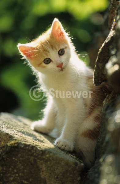 Sabine Stuewer Tierfoto -  ID985205 Stichwörter zum Bild: Katzen, Europäisch Kurzhaar, Welpe, einzeln, rot, rot getigert, grüner Hintergrund, Stein, Gegenlicht, Sommer, Totale, sitzen, Hochformat