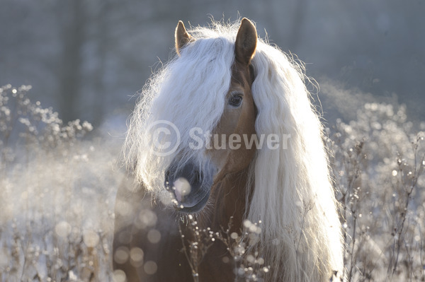 Sabine Stuewer Tierfoto -  ID991319 Stichwörter zum Bild: lange Mähne, Querformat, Pony, Portrait, Winter, Gegenlicht, einzeln, Hengst, Haflinger, Pferde