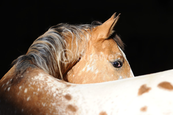 Sabine Stuewer Tierfoto -  ID993225 Stichwörter zum Bild: Querformat, Portrait, dunkler Hintergrund, einzeln, Tigerschecke, Junghengst, Ara-Appaloosa, Pferde